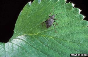 Lire la suite à propos de l’article Lutte contre le charançon noir de la vigne : se débarrasser des charançons noirs de la vigne