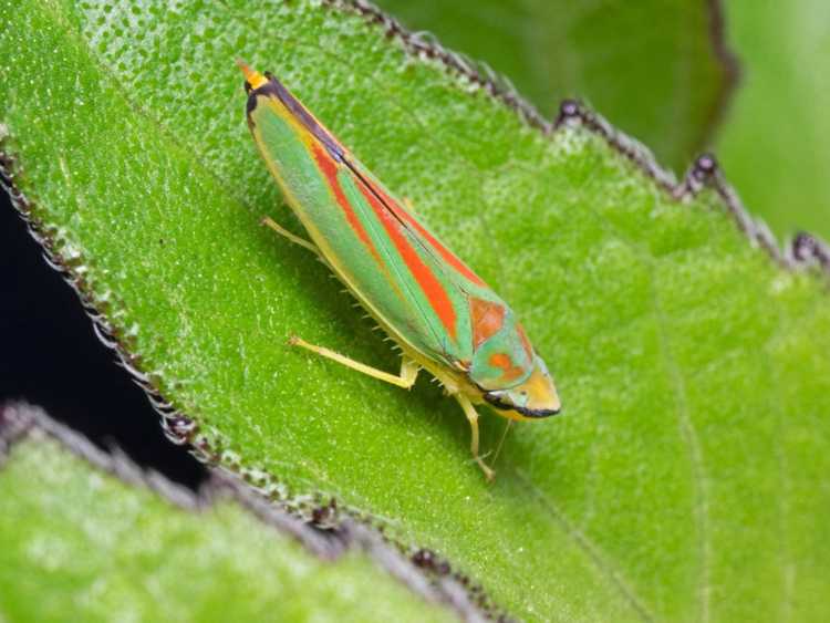 You are currently viewing Dommages causés par les cicadelles sur les plantes : comment tuer les cicadelles