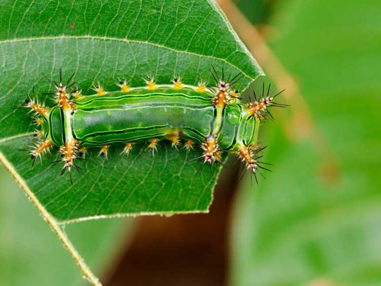 You are currently viewing Informations sur les papillons de nuit – En savoir plus sur le jardinage avec les papillons de nuit