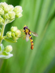 Lire la suite à propos de l’article Une mouche peut-elle être un pollinisateur : découvrez les mouches qui pollinisent les plantes