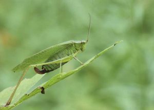 Lire la suite à propos de l’article Faits sur Katydid : Gérer les Katydids dans le jardin