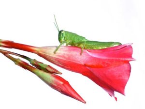 Lire la suite à propos de l’article Infestations et remèdes contre les insectes de Mandevilla : faire face aux problèmes de ravageurs de Mandevilla