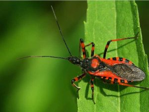 Lire la suite à propos de l’article Prédateurs pollinisateurs – Comment protéger les pollinisateurs et les plantes