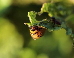 Lire la suite à propos de l’article Pesticides naturels pour la maison : lutte biologique contre les parasites du jardin