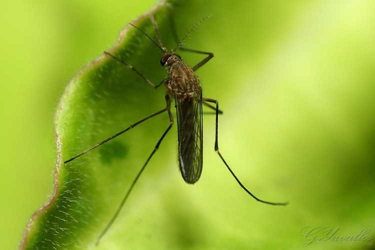 Lire la suite à propos de l’article Qu'est-ce que Bacillus Thuringiensis Israelensis : découvrez l'insecticide BTI