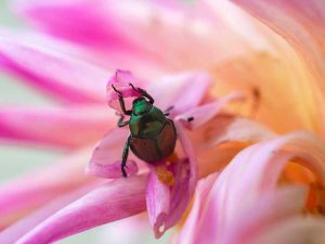 Lire la suite à propos de l’article Ravageurs et maladies du dahlia – Problèmes courants avec les plantes de dahlia