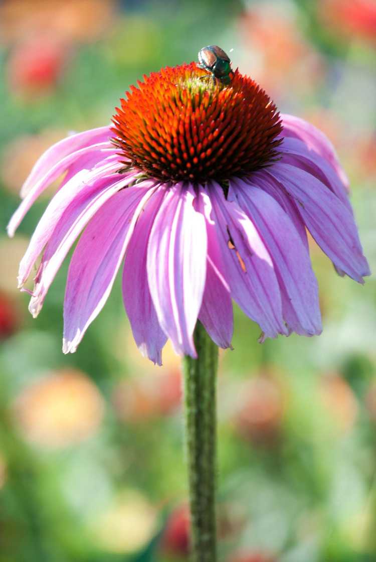 You are currently viewing Problèmes courants avec les échinacées : maladies et ravageurs des plantes d'échinacée