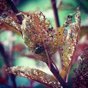 Lire la suite à propos de l’article Feuilles de plantes squelettées : causes de la squelettisation des feuilles