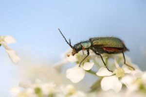 Lire la suite à propos de l’article Problèmes d'insectes du carvi – Conseils pour lutter contre les parasites du carvi dans les jardins