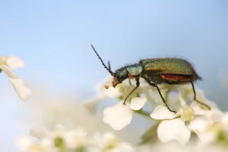 You are currently viewing Problèmes d'insectes du carvi – Conseils pour lutter contre les parasites du carvi dans les jardins