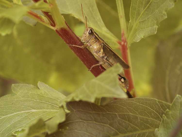 You are currently viewing Insectes sur les plantes de dahlia : comment se débarrasser des insectes qui aiment les dahlias