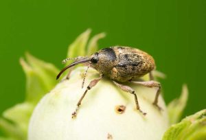 Lire la suite à propos de l’article Que sont les ravageurs des arbres à noix : découvrez les insectes qui affectent les arbres à noix