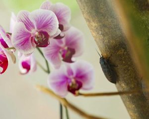 Lire la suite à propos de l’article Lutte contre les ravageurs des fleurs d'orchidées – Conseils pour lutter contre les ravageurs des orchidées