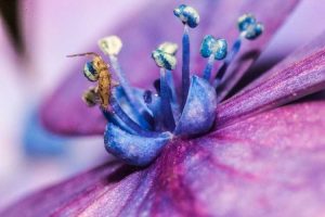 Lire la suite à propos de l’article Thrips et pollinisation : la pollinisation par les thrips est-elle possible