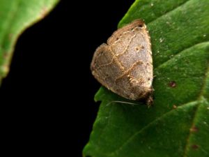 Lire la suite à propos de l’article Dommages causés par la tordeuse du fraisier : protéger les plantes contre les insectes tordeuses