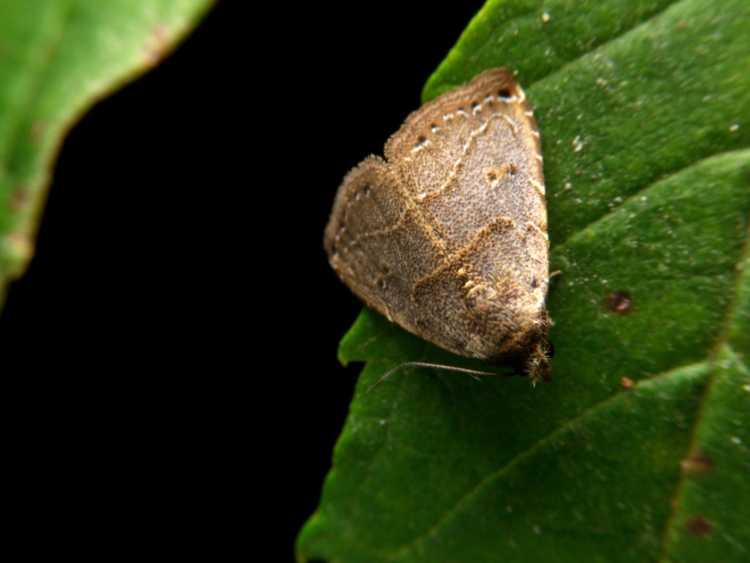 You are currently viewing Dommages causés par la tordeuse du fraisier : protéger les plantes contre les insectes tordeuses