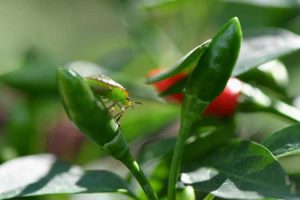 Lire la suite à propos de l’article Problèmes de piment fort – Ravageurs et maladies courants des plantes de piment fort