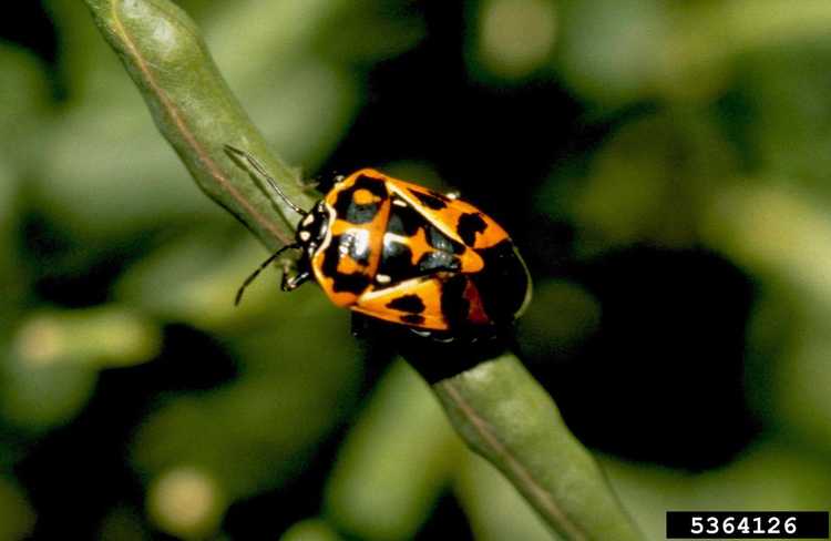 You are currently viewing Que sont les insectes arlequins : comment se débarrasser des insectes arlequins