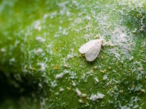 Lire la suite à propos de l’article Ravageurs des plantes ornementales et des légumes : traitement des mouches blanches dans le jardin