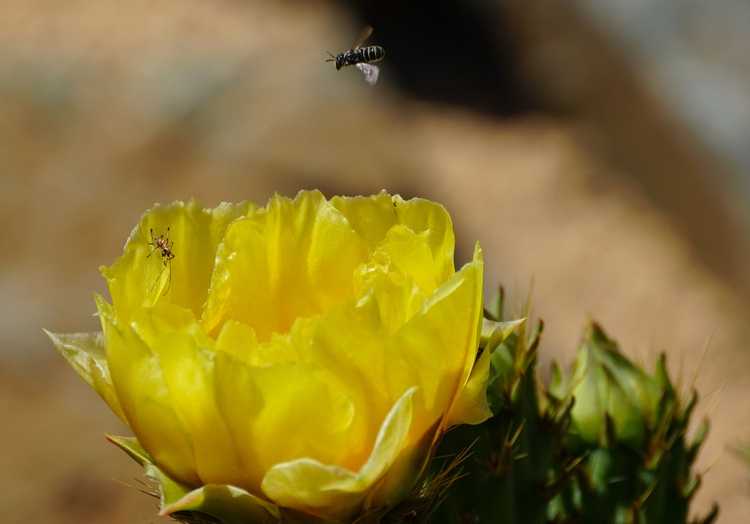 Lire la suite à propos de l’article Jardin de plantes grasses pollinisateurs – Comment faire pousser des plantes succulentes qui attirent les abeilles et plus encore