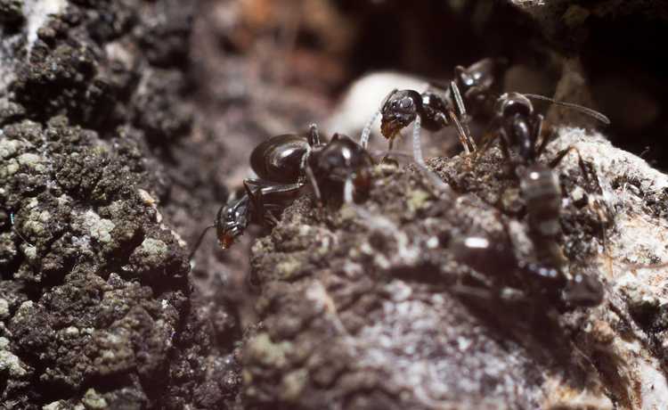 Lire la suite à propos de l’article Ravageurs des platanes – Traiter les dommages causés par les insectes aux platanes