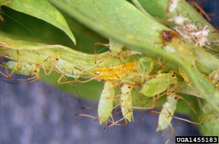 Lire la suite à propos de l’article Qu'est-ce qu'un puceron : utiliser des insectes pucerons pour lutter contre les parasites