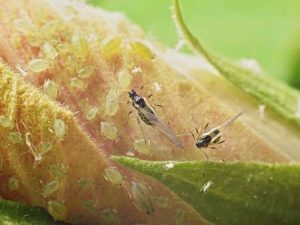 Lire la suite à propos de l’article Hibiscus Pest Control – Comment se débarrasser des insectes nuisibles sur les plantes d'hibiscus