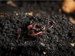 Lire la suite à propos de l’article Lutte antiparasitaire en lombriculture : raisons des insectes nuisibles dans les bacs à vers