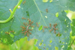 Lire la suite à propos de l’article Contrôler les insectes des courgettes : découvrez les ravageurs des courgettes