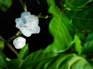 Lire la suite à propos de l’article Gardenia Bugs – Comment contrôler et éliminer les insectes Gardenia