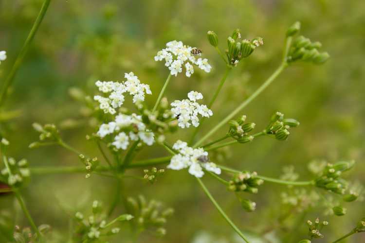 You are currently viewing Problèmes de carvi dans le jardin – Faire face aux maladies et aux ravageurs du carvi