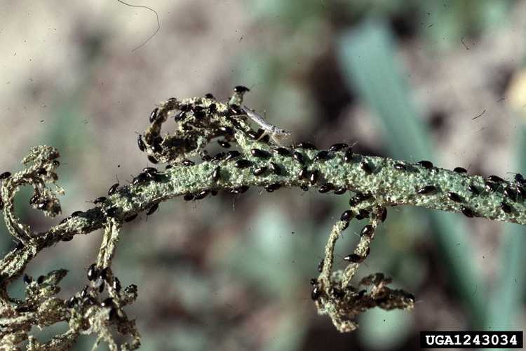 You are currently viewing Ravageurs courants des radis de jardin – Apprenez-en davantage sur les insectes qui mangent les radis