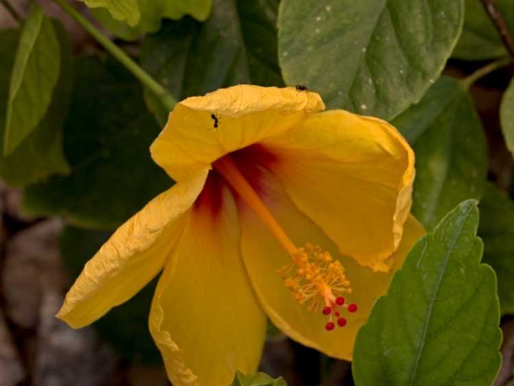 You are currently viewing Insectes sur les plantes d'hibiscus : comment traiter un hibiscus tropical avec des feuilles collantes