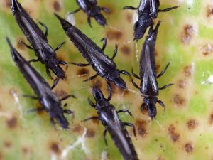 Lire la suite à propos de l’article Contrôler les thrips – Comment se débarrasser des thrips