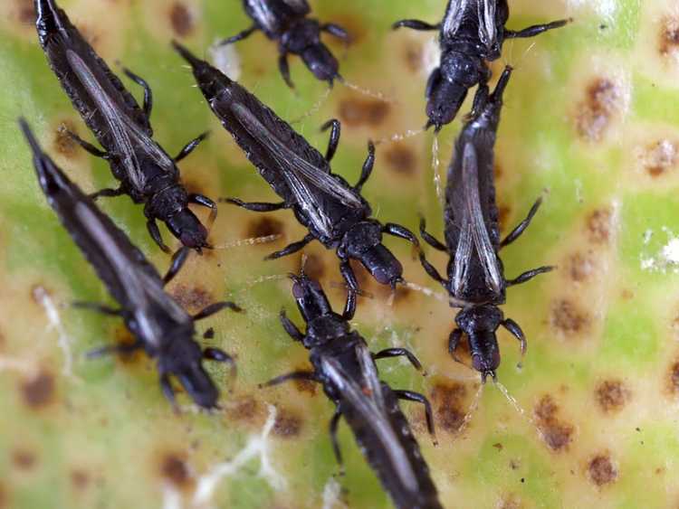 You are currently viewing Contrôler les thrips – Comment se débarrasser des thrips