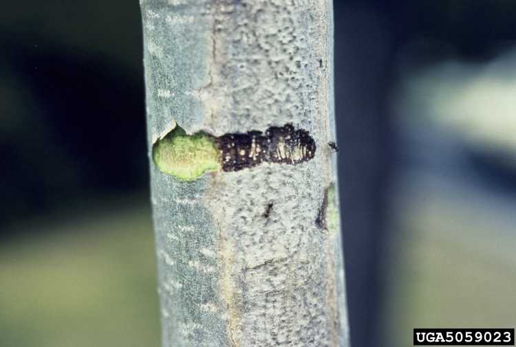 You are currently viewing Insolation sur les agrumes : comment traiter les plants d'agrumes brûlés par le soleil