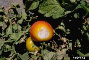 Lire la suite à propos de l’article Insolation aux tomates : que faire en cas d'insolation sur les tomates