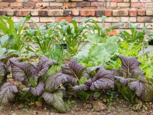 Lire la suite à propos de l’article Interplantation de légumes dans le jardin d'automne