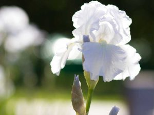 Lire la suite à propos de l’article Variétés d'iris blancs : 5 types d'iris blancs pour le jardin