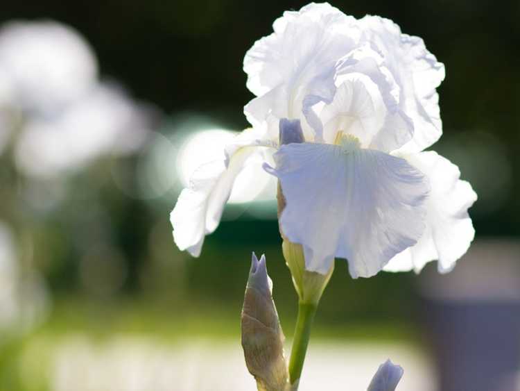 You are currently viewing Variétés d'iris blancs : 5 types d'iris blancs pour le jardin