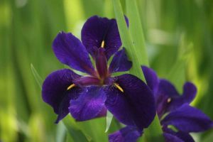 Lire la suite à propos de l’article Informations sur l'iris de Louisiane – Comment faire pousser une plante d'iris de Louisiane