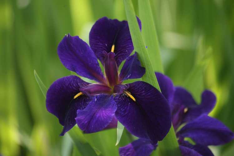 You are currently viewing Informations sur l'iris de Louisiane – Comment faire pousser une plante d'iris de Louisiane