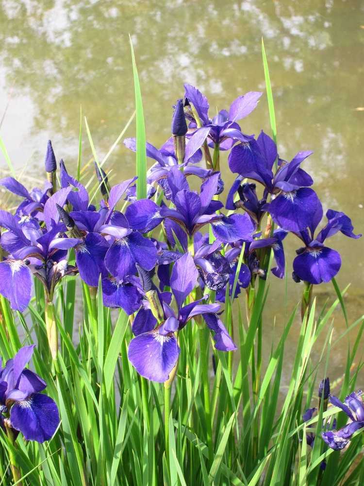 Lire la suite à propos de l’article Informations sur l'iris d'eau – En savoir plus sur l'entretien des plantes d'iris d'eau