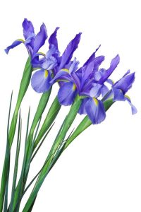 Lire la suite à propos de l’article Forcer les bulbes d'iris hollandais – En savoir plus sur le forçage de l'iris hollandais à l'intérieur