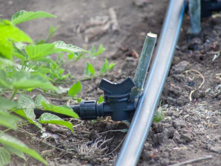 Lire la suite à propos de l’article Système d'irrigation goutte à goutte DIY que vous pouvez fabriquer à la maison