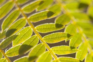 Lire la suite à propos de l’article Mon Jacaranda a des feuilles jaunes – Raisons du jaunissement des arbres Jacaranda