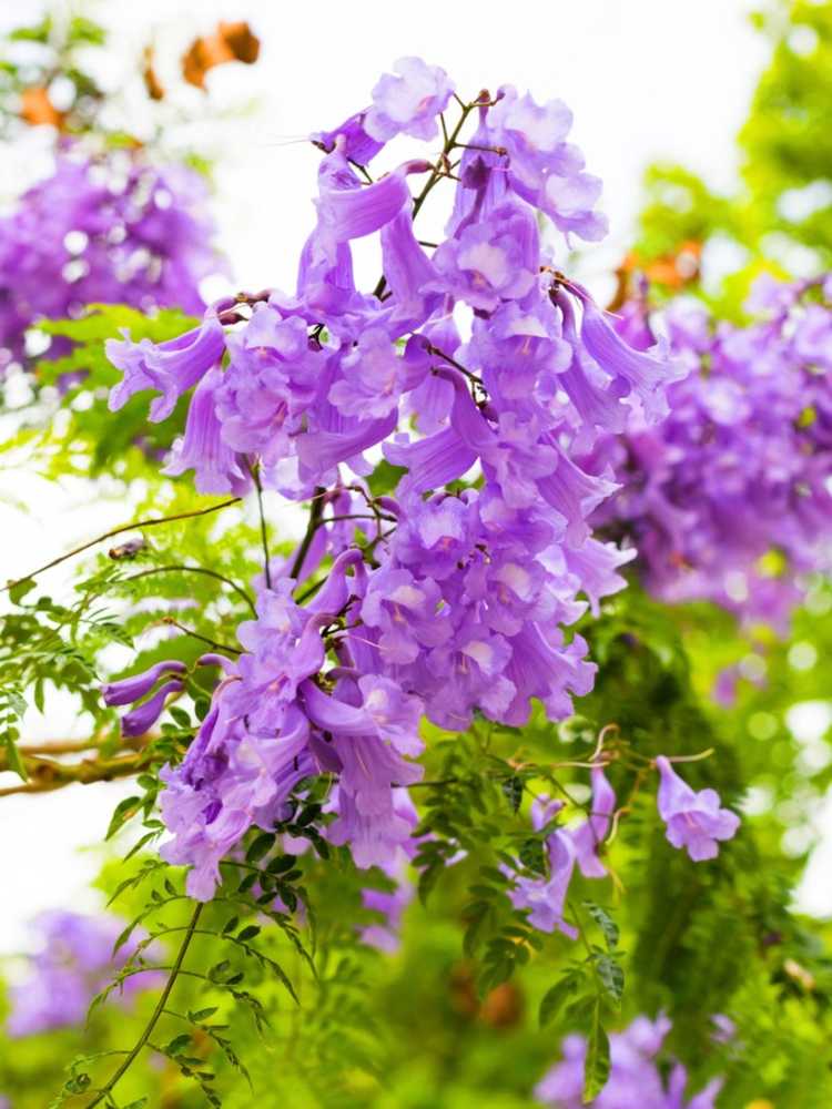 You are currently viewing Informations sur l'arbre Jacaranda – Comment faire pousser un arbre Jacaranda