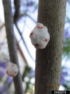 Lire la suite à propos de l’article Dépannage des problèmes liés aux arbres Jacaranda : prendre soin des arbres Jacaranda en difficulté