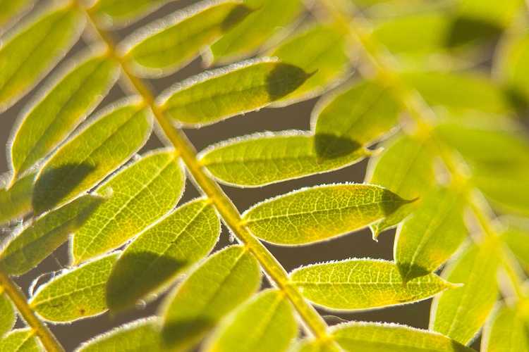 You are currently viewing Mon Jacaranda a des feuilles jaunes – Raisons du jaunissement des arbres Jacaranda