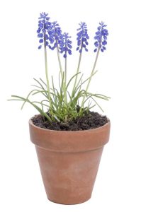 Lire la suite à propos de l’article Cultiver de la jacinthe de raisin dans des conteneurs : comment planter des bulbes de muscari en pots